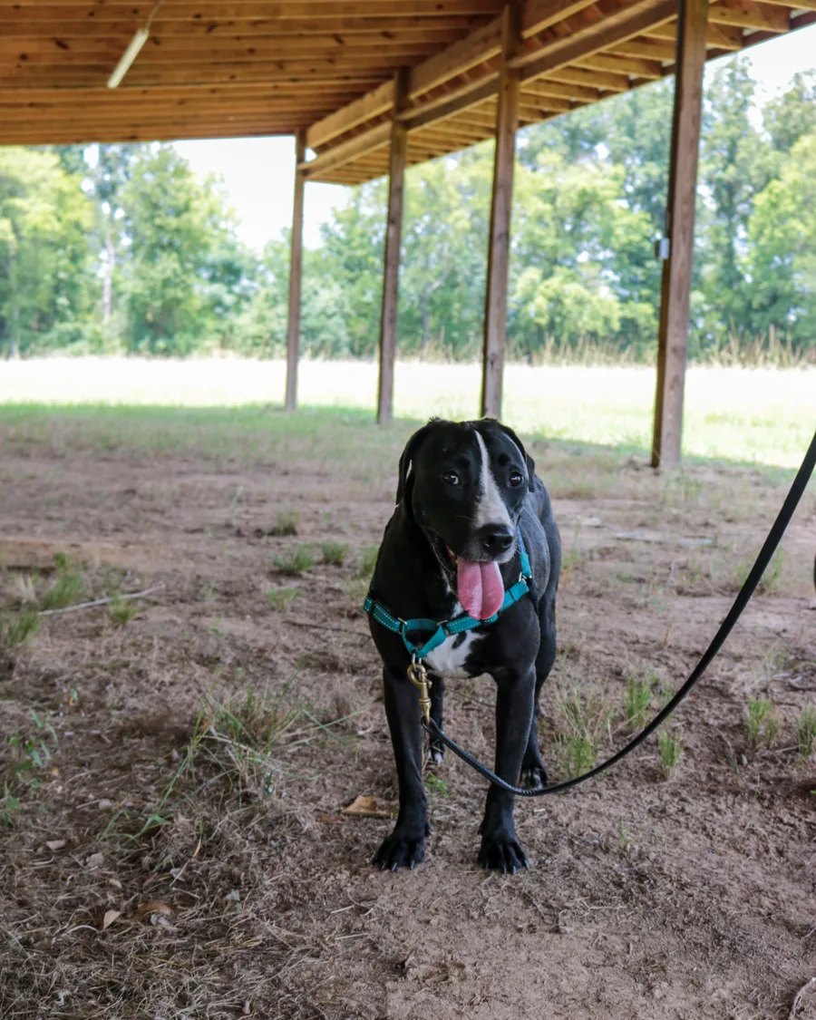 Lily exploring the pavilion at Southern Paws Farms