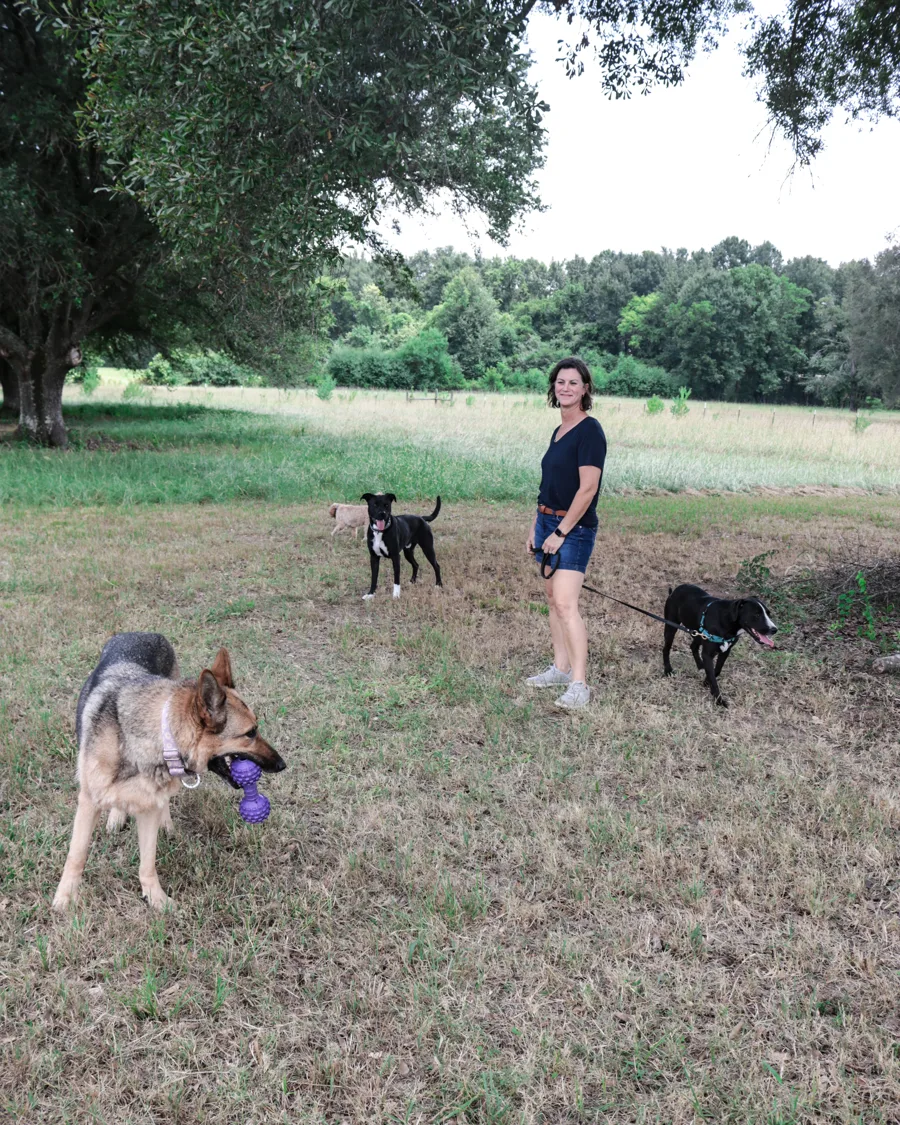 Dogs enjoying the pasture at Southern Paws Farms Rehabilitation Center