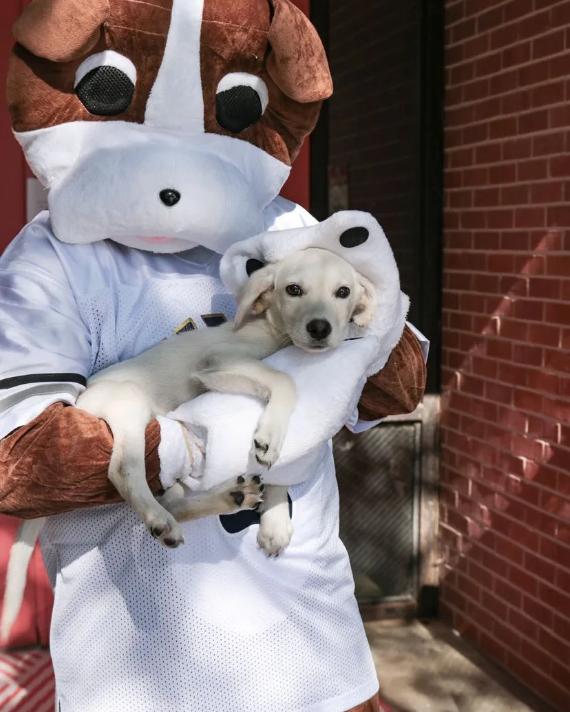 A shelter puppy getting some love at Webster Animal Shelter